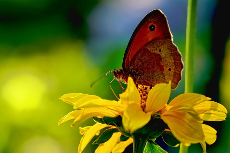 Butterfly